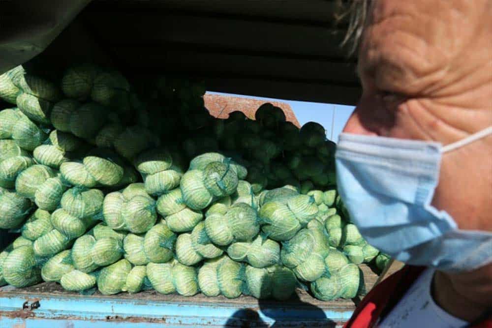 Paprena cijena povrća, kupus četiri puta skuplji nego lani