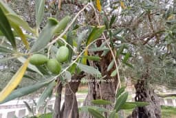 Kako su se masline konzervirale prije stotinu godina?