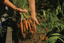 Kada je vrijeme za vađenje mrkve