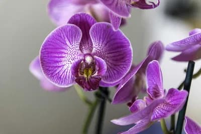 Kako da cvjetovi orhideje što duže opstanu - Cvjećarka otkriva trik pomoću kog će biti raskošni nedjeljama