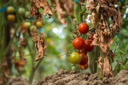 U narednim danima tretirajte paradajz protiv plamenjače, najbolje sodom i mlijekom