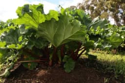 Rabarbara – Jesen je pravo vrijeme za sadnju ove nepravedno zapostavljene biljke