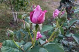 Sada je idealno vrijeme za sadnju ruža, šta je potrebno da znate