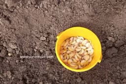 Vrijeme i način sadnje jesenskog bijelog luka