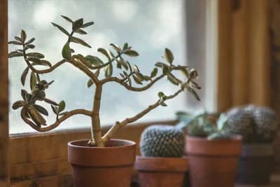 Uzgajivači upozoravaju na greške koje pravimo - Jasni signali da je biljka pred uginućem