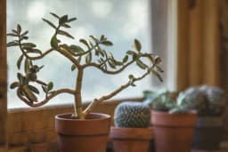 Uzgajivači upozoravaju na greške koje pravimo - Jasni signali da je biljka pred uginućem