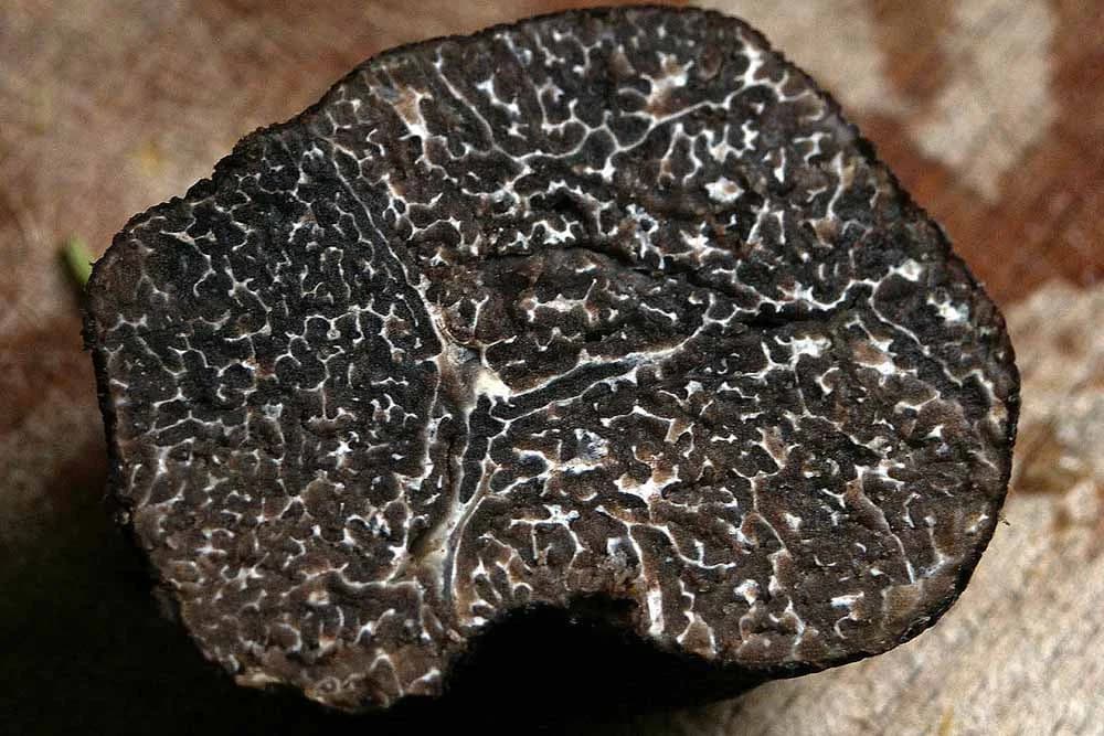 tartufi