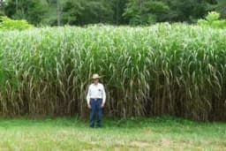 Miskantus biljka koja vrijedi kao nafta