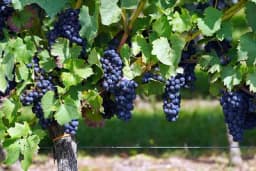 Regeneracija vinove loze tokom perioda gajenja