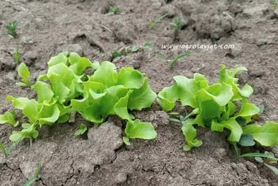 ZIMSKA PROIZVODNJA SALATE – Kako da izbjegnete trulež biljaka?