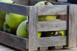 Pravila za uspješno skladištenje DUNJE