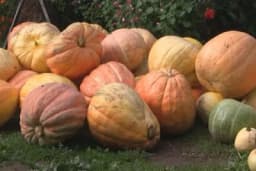 Kulići iz Foče i ove godine proizveli džinovske bundeve