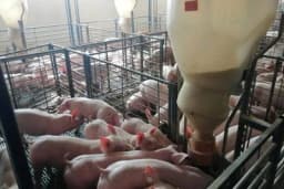 Tubomat-hranilca za hranjenje svinja