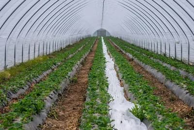 Optimalne temperature za gajenje jagode u plasteniku