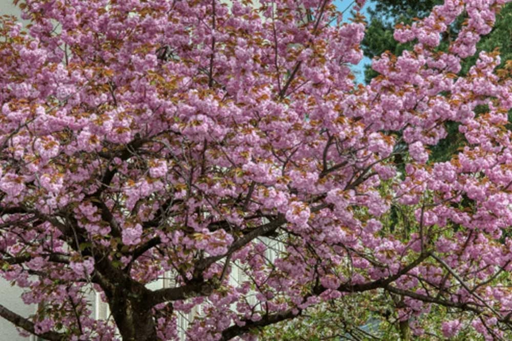 JAPANSKA CRVENOLISNA TREŠNJA