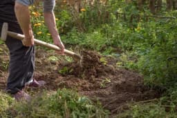 Kopanje jama za sadnju oraha