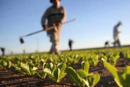 Poljoprivrednicima u Srpskoj nadohvat ruke najnovija sjemena i hibridi