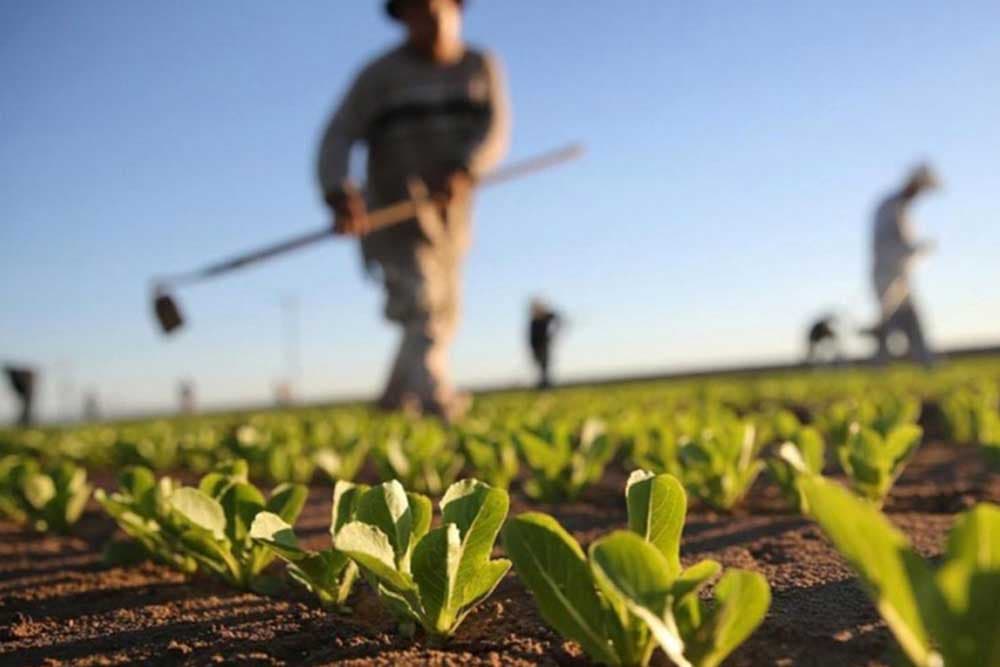 Poljoprivrednicima u Srpskoj nadohvat ruke najnovija sjemena i hibridi