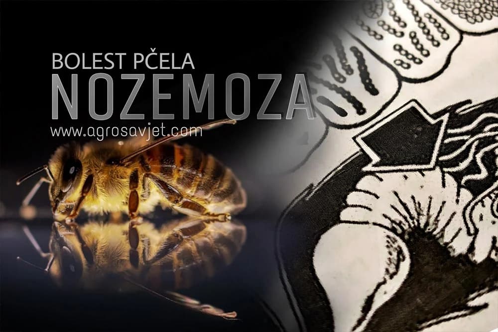 nozemoza