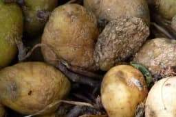Gangrena krompira nanosi velike štete u skladištu