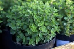 Kako osušiti i čuvati origano?