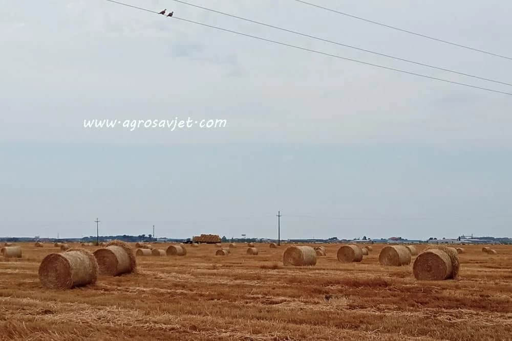 bale sijena