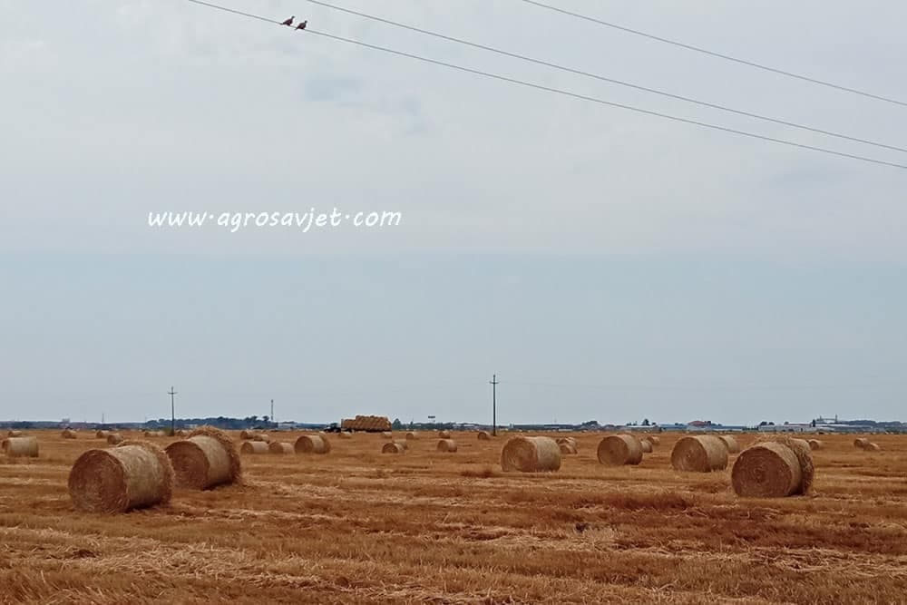 bale sijena