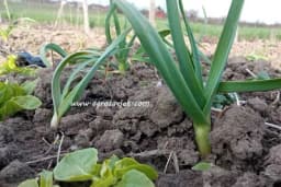 Koje povrće se sije u oktobru i novembru