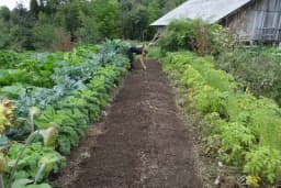 Vodič za baštovanstvo za početnike