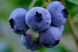 Koja su zemljišta pogodna za gajenje borovnice?