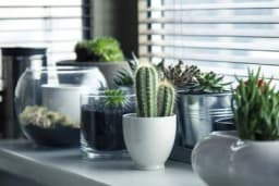 Ako imate OVE BILJKE na terasi ili u bašti, vrijeme je da ih unesete u kuću