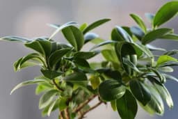 Pravo mjesto za FIKUS u kući - Gdje bi trebalo da ga postavimo da nam donese najviše?