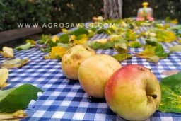 Znate li kako izgleda kalendar dozrijevanja voća?