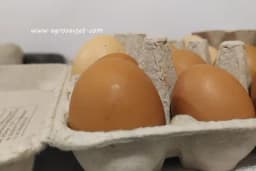 Od čega zavisi rok trajanja jaja i do kada je upotreba bezbijedna