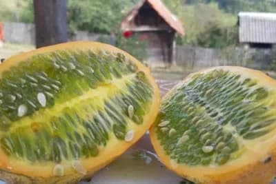 Vitaminska bomba iz Afrike rađa usred Dragačeva /FOTO/