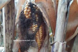 Prinos kukuruza i do pet puta veći na navodnjavanim parcelama