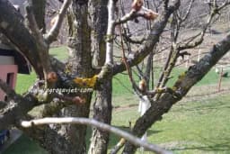 Uklonite mahovinu sa voćaka sodom, pepelom, rendanim sapunom