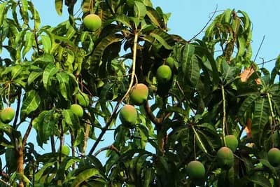 Kako da uzgojite mango - Savjeti za sadnju i njegu