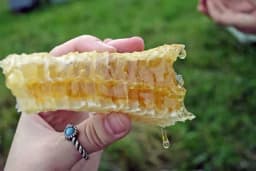 Proizvodnja rezanog meda u saću