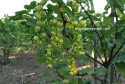 Vrijeme sađenja ribizle