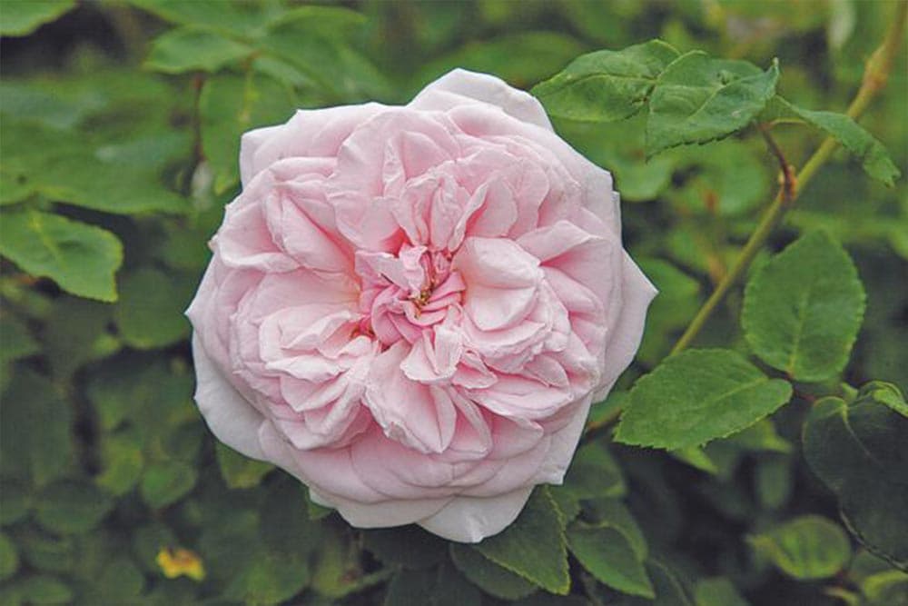 Souvenir de la Malmaison