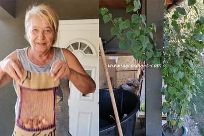 Ružica Ivanović uspješno uzgaja peruanske jagode u semberskom selu Brodac