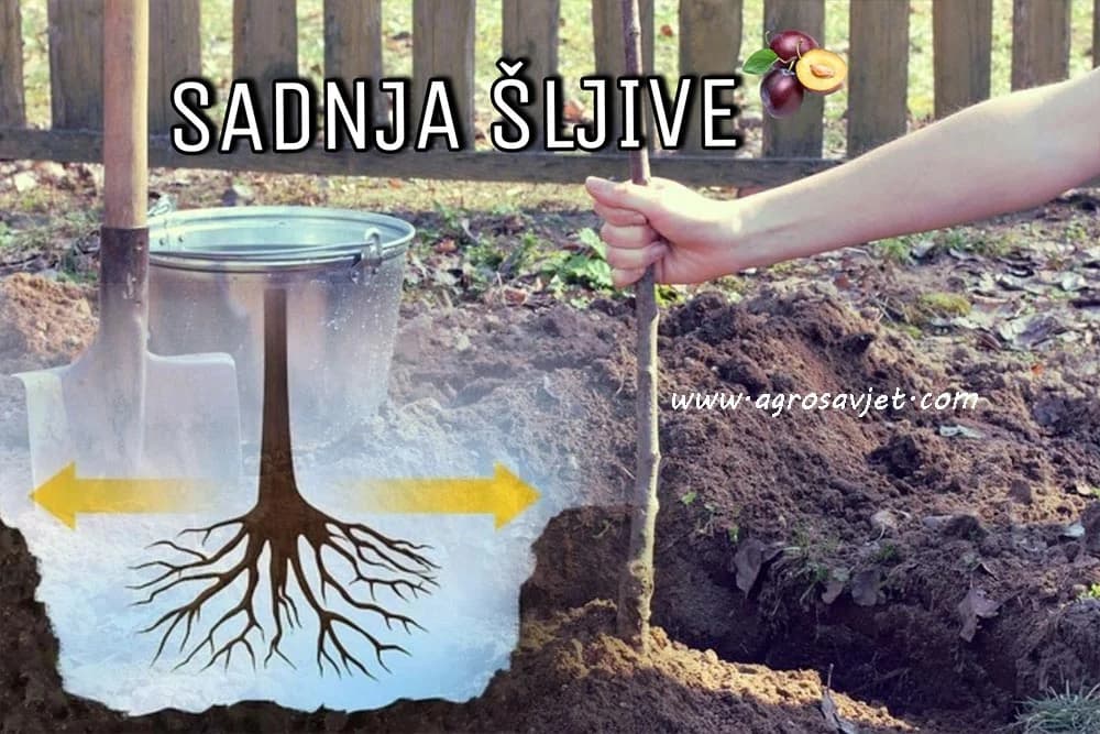 sadnja šljive