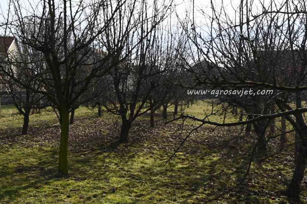 voćnjak bez plodova
