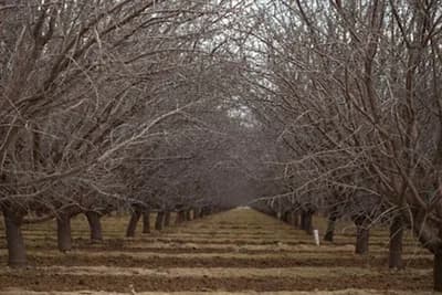 Uslovi za nastanak početnog zimskog mirovanja voćaka