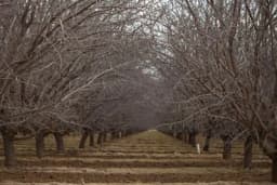 Uslovi za nastanak početnog zimskog mirovanja voćaka
