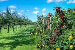 JESENJA SADNJA VOĆAKA - Razmak sadnje za svaku voćnu kulturu