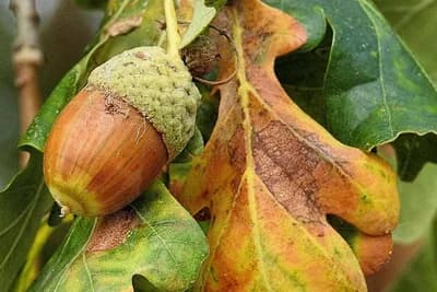 Napitak od  žira - Ima brojne prednosti po zdravlje