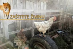 6 savjeta kako da zaštitite ŽIVINU od predatora