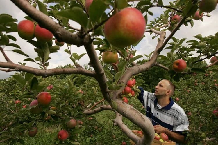 Dogodine nećemo imati šta da izvezemo